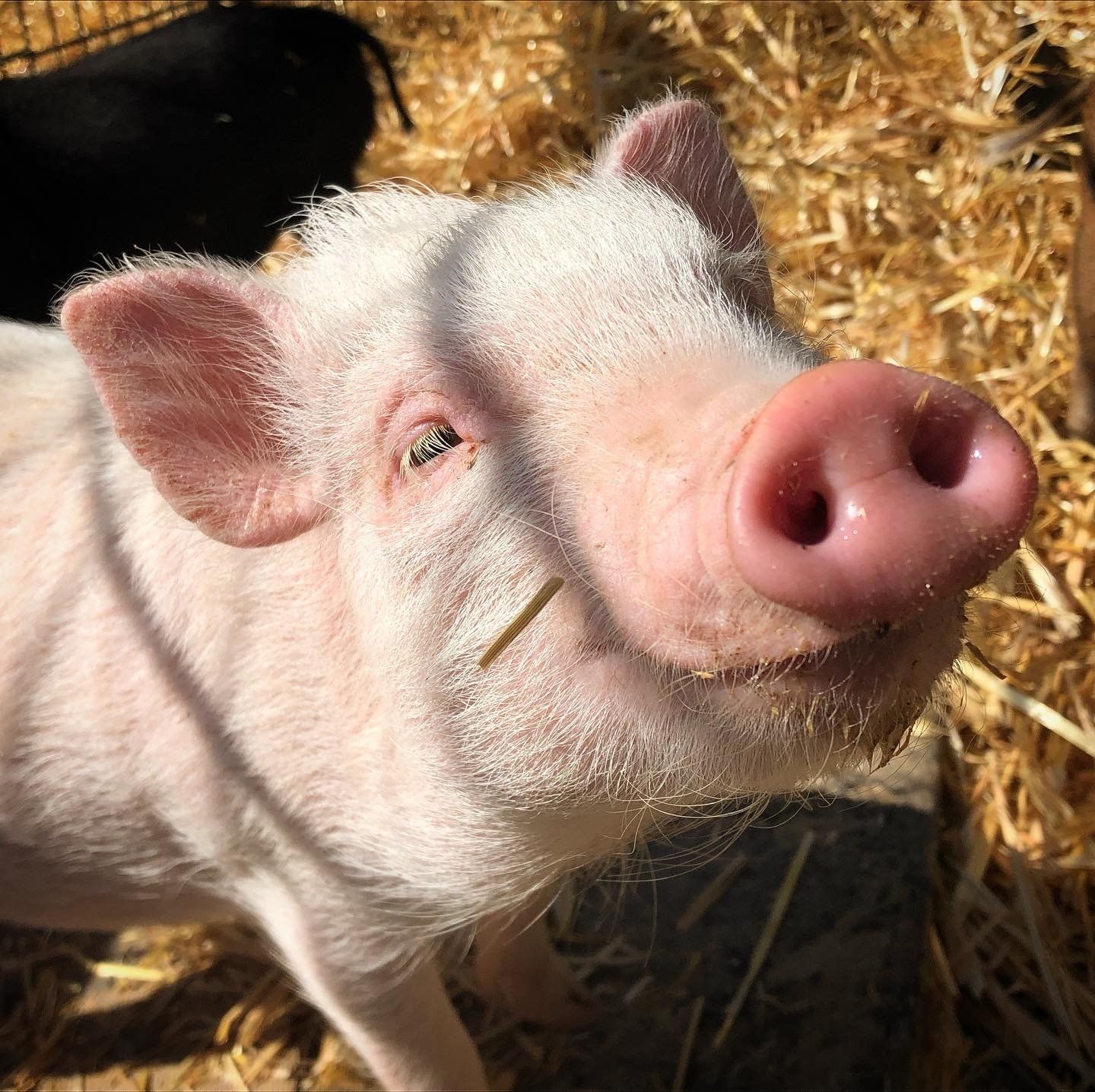 Microschwein aus der offiziellen Bauer-Korte-Galerie