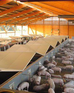 Blick in einen Schweinestall bei Bauer Korte
