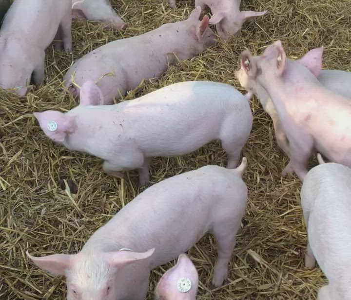 Schweine auf Stroh im Stall von Bauer Korte
